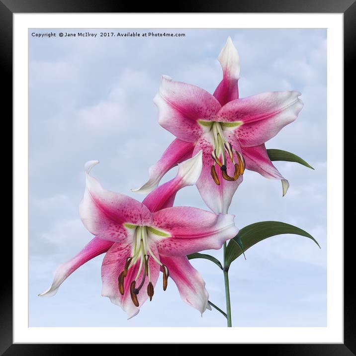 Pink Lilies Framed Mounted Print by Jane McIlroy
