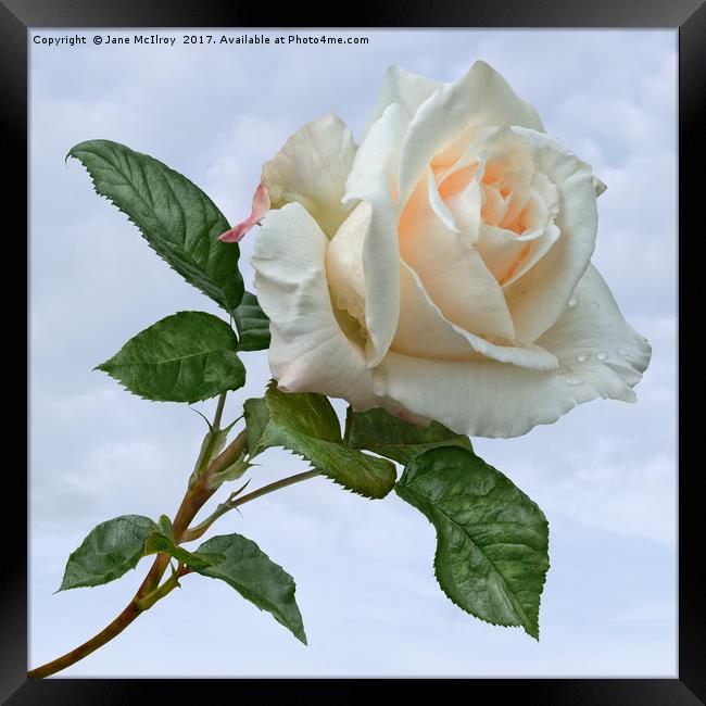 Single White Rose Framed Print by Jane McIlroy