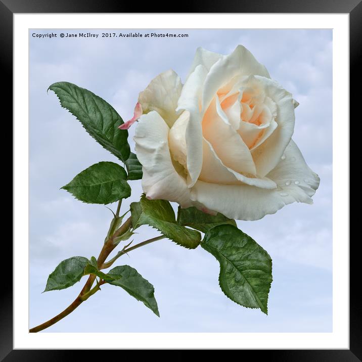 Single White Rose Framed Mounted Print by Jane McIlroy