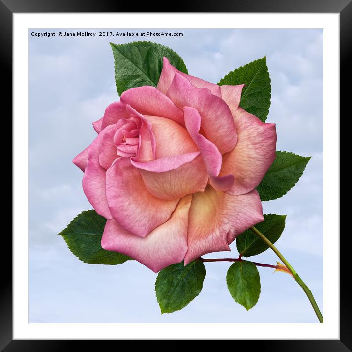 Single Pink Rose Framed Mounted Print by Jane McIlroy