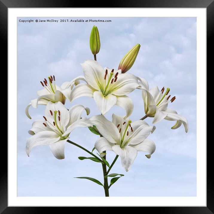 Spray of white Asiatic Lilies Framed Mounted Print by Jane McIlroy