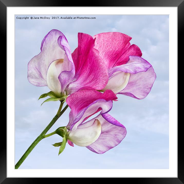 Sweet Pea Framed Mounted Print by Jane McIlroy