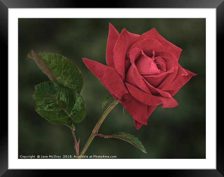 Romantic Red Rose Framed Mounted Print by Jane McIlroy