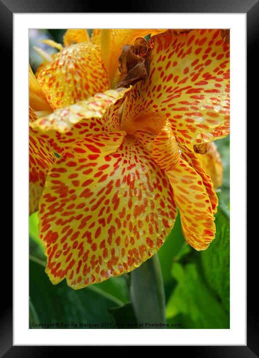 Lily flower Framed Mounted Print by Sandra Marques