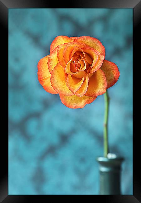 Orange Rose Framed Print by Gary Lewis