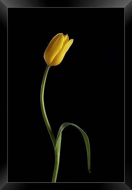 Tulip Framed Print by Gary Lewis