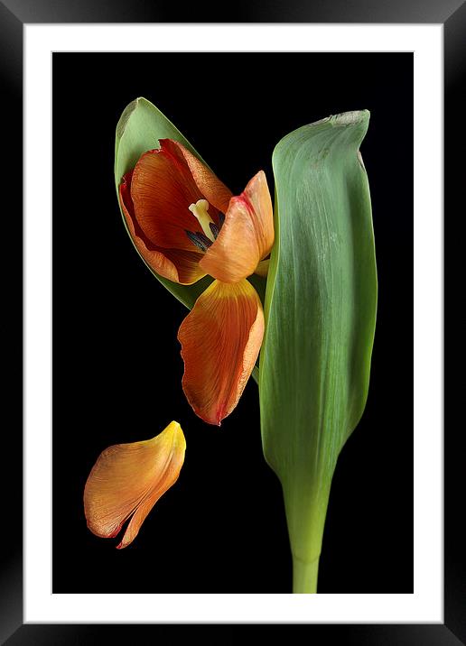 Falling Petal Tulip Framed Mounted Print by Gary Lewis