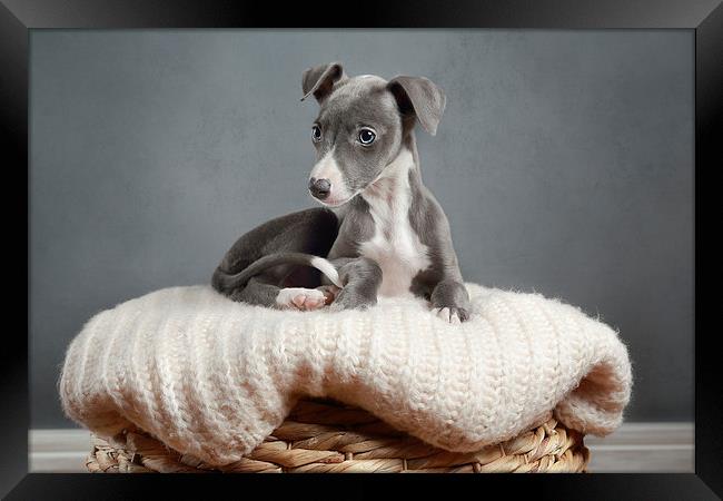  Whippet Puppy Portrait Framed Print by Gary Lewis
