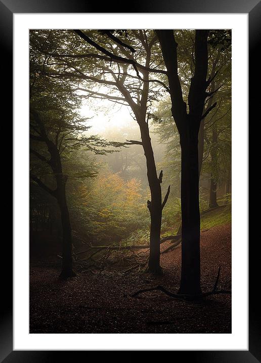  Light Through The Trees Framed Mounted Print by Gary Lewis