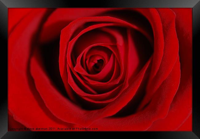 Old Enlish Red Rose Framed Print by steve akerman