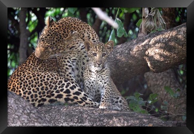Leopard cub and mother in tree Framed Print by steve akerman