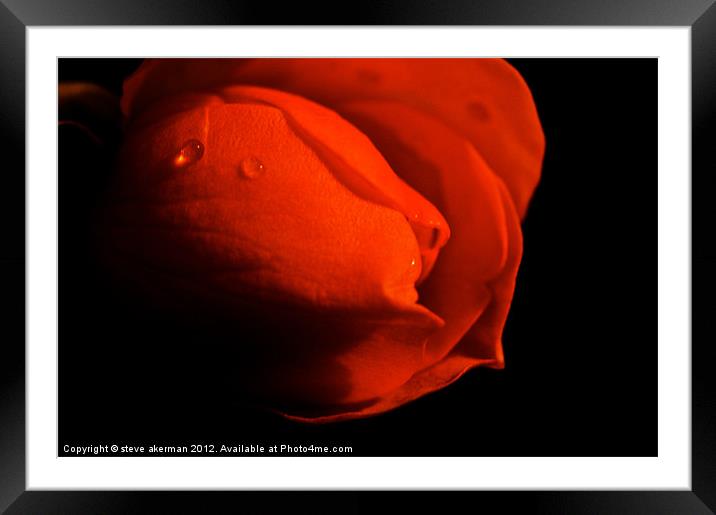 Red rose in the shadows Framed Mounted Print by steve akerman