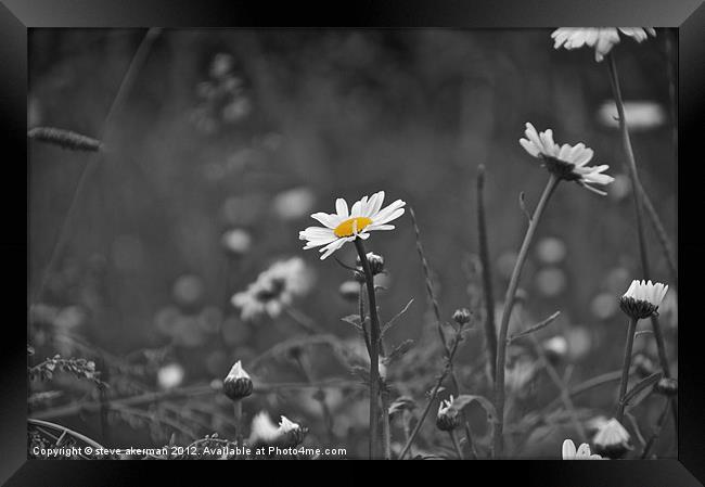 Black and white daisy Framed Print by steve akerman