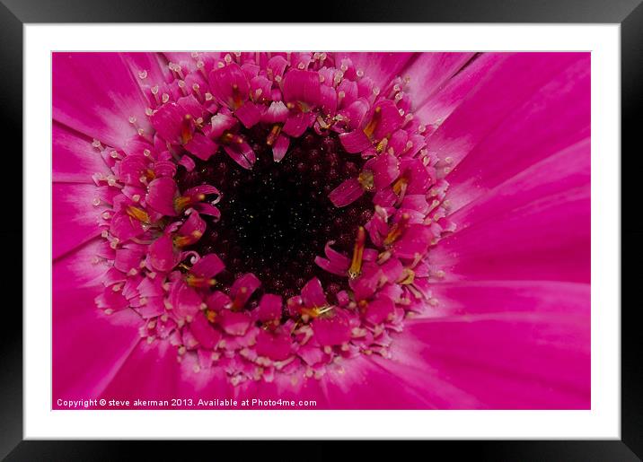 Pink gerbera Framed Mounted Print by steve akerman