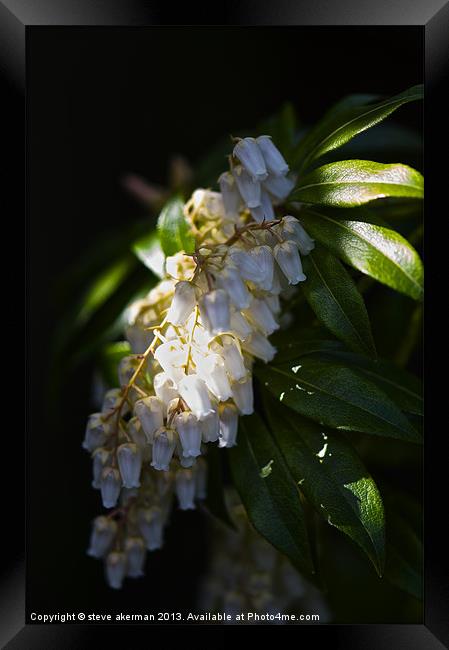 Pieris forrest at sunrise Framed Print by steve akerman