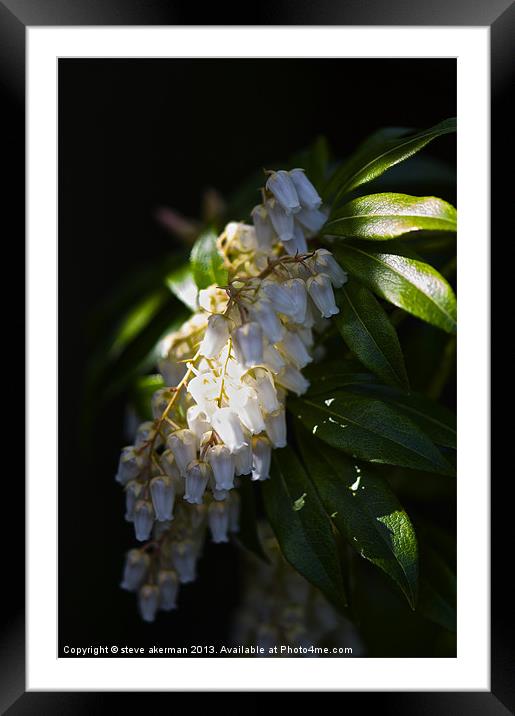 Pieris forrest at sunrise Framed Mounted Print by steve akerman