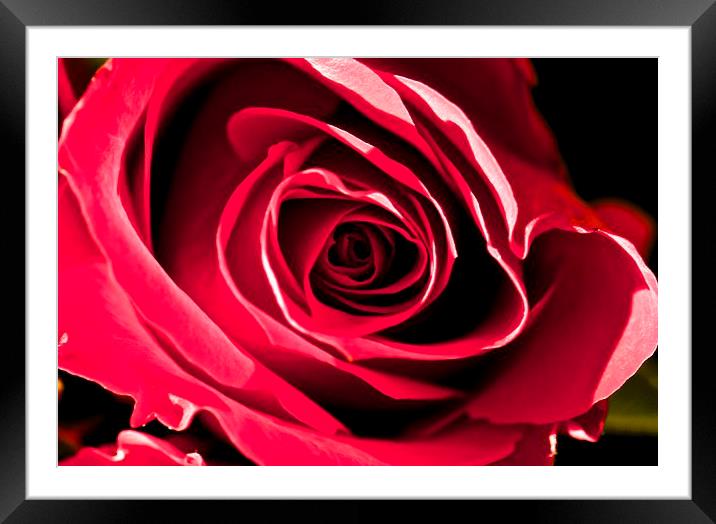 Pink English rose Framed Mounted Print by steve akerman