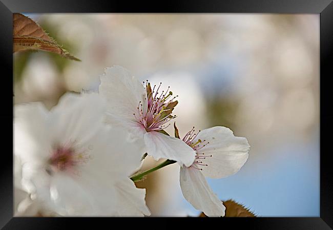 Apple blossom Framed Print by steve akerman
