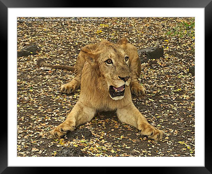  Zimbo a lion in Mauritius Framed Mounted Print by steve akerman