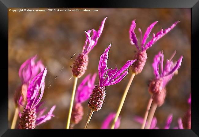  French lavender connected by spiders web Framed Print by steve akerman