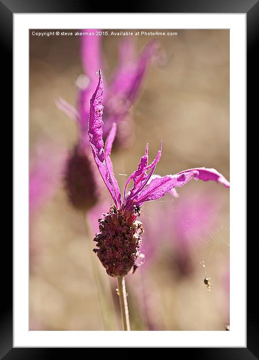 French lavender with spider.  Framed Mounted Print by steve akerman