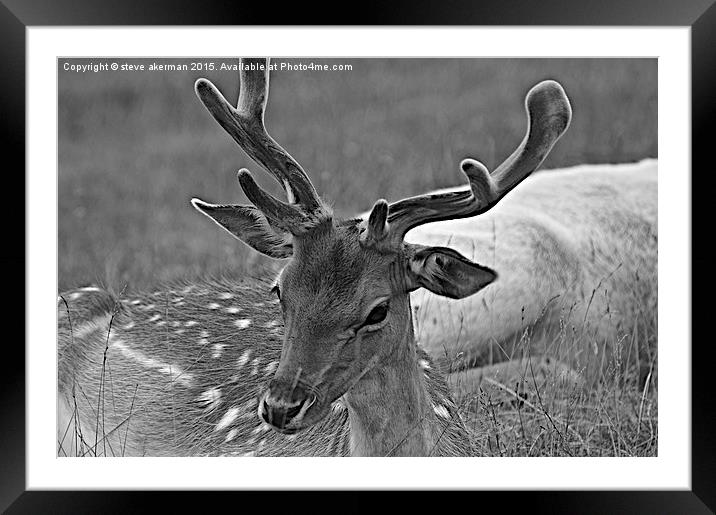  Fallow deer b/w Framed Mounted Print by steve akerman