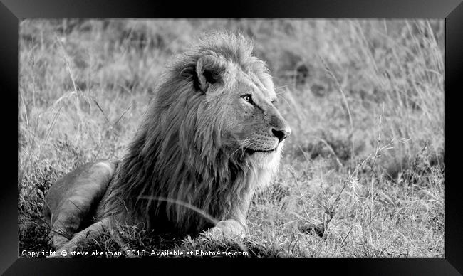       Lion at sunrise Masai Mara.                  Framed Print by steve akerman