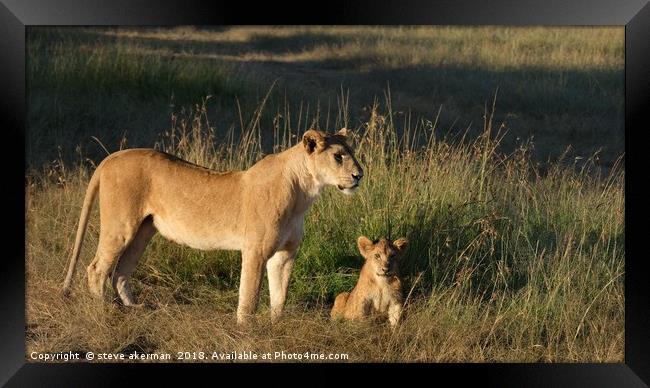  Lioness and cub at sunrise.                       Framed Print by steve akerman