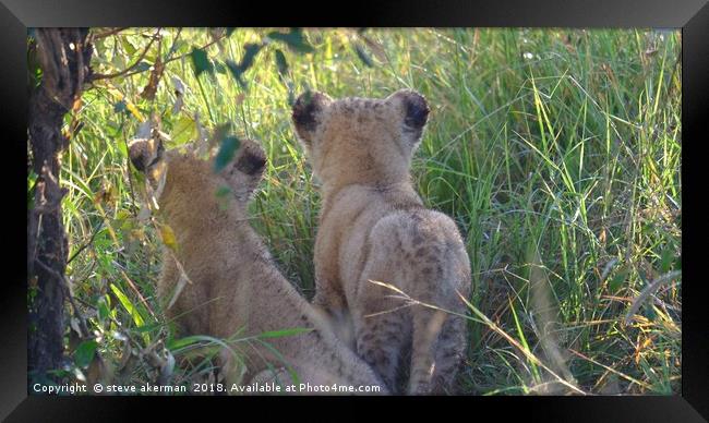   Twin Lion cubs observing.                        Framed Print by steve akerman