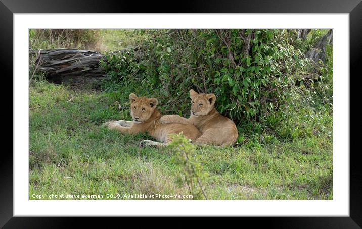      lion cubs resting                             Framed Mounted Print by steve akerman
