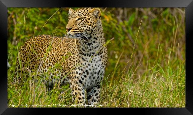    Leopard looking for a meal.                     Framed Print by steve akerman