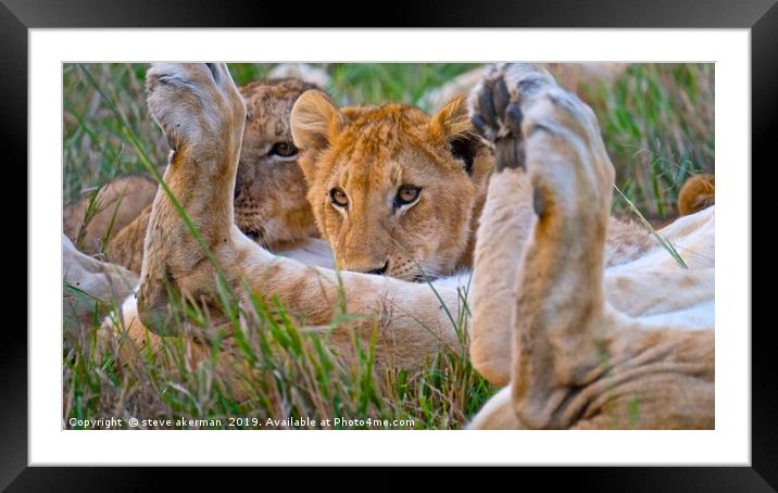        Lion cub having a feed.                     Framed Mounted Print by steve akerman