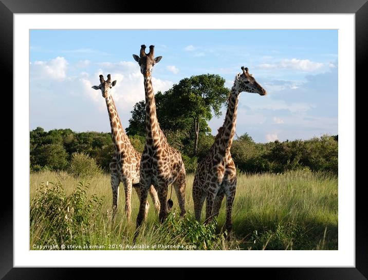    Three Giraffes in the Masai Mara.               Framed Mounted Print by steve akerman