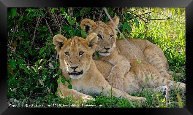     Lion cubs awakening Masai Mara.                Framed Print by steve akerman