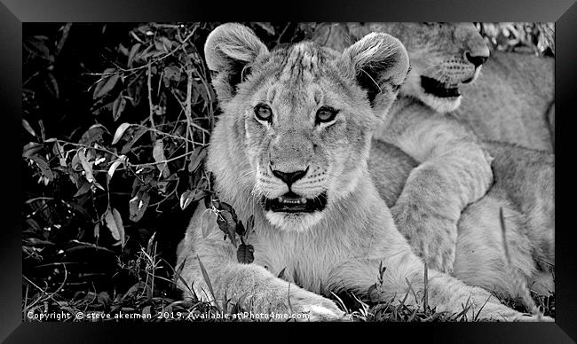           lion cubs awakening at dawn in the Masai Framed Print by steve akerman