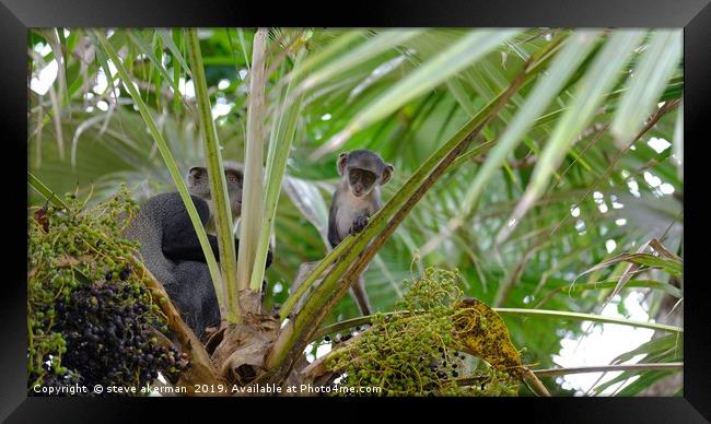     Black faced Verfet monkey in Mombassa          Framed Print by steve akerman