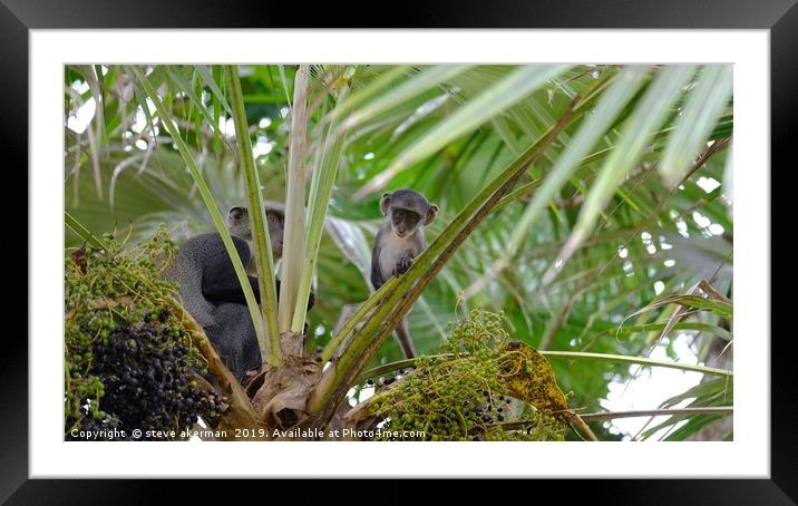     Black faced Verfet monkey in Mombassa          Framed Mounted Print by steve akerman