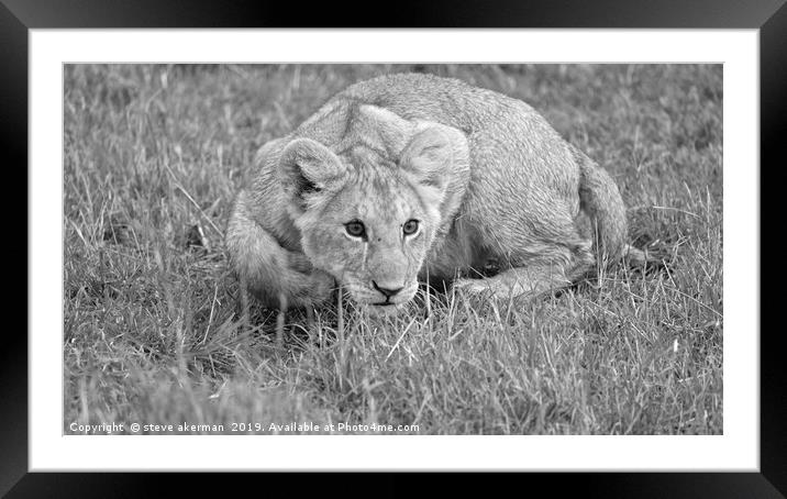      Lion cub pouncing.                            Framed Mounted Print by steve akerman
