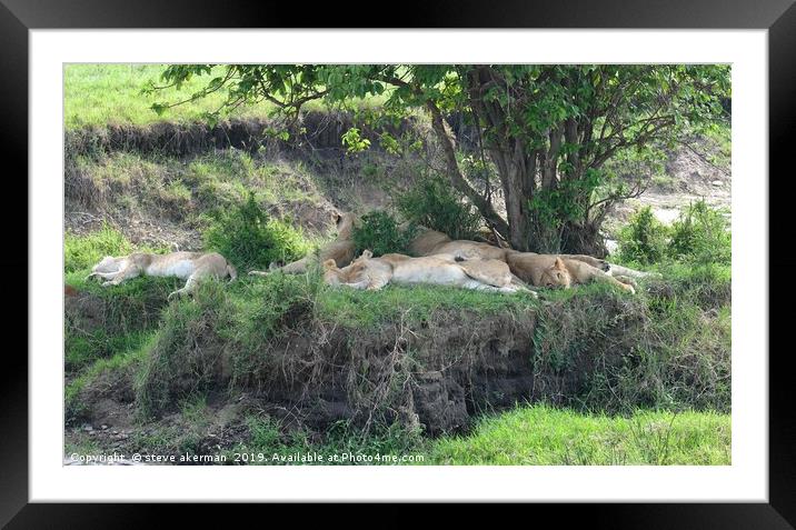       Lions sleeping after feeding.               Framed Mounted Print by steve akerman