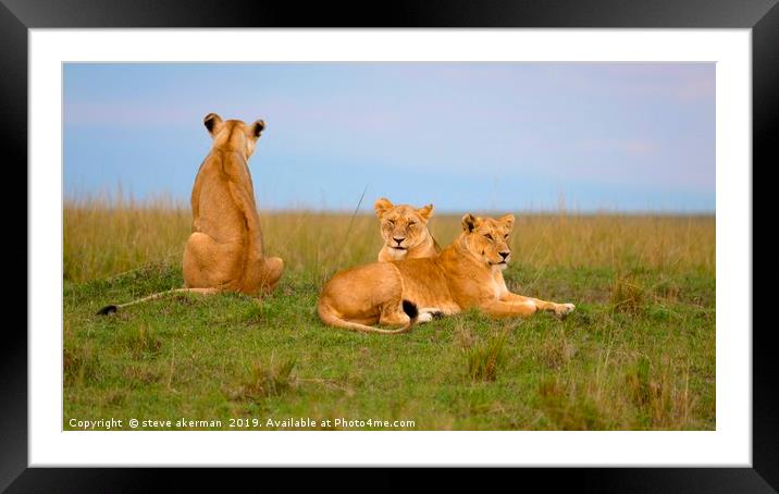 Three lions relaxing at dusk.                      Framed Mounted Print by steve akerman