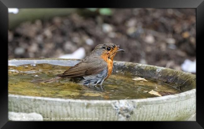 Robin Framed Print by steve akerman