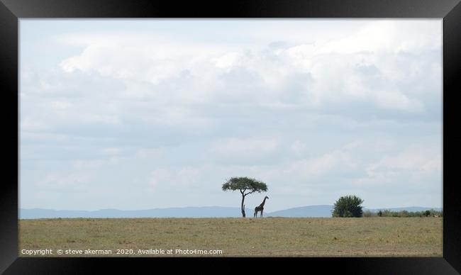 Giraffe in the wilderness. Framed Print by steve akerman