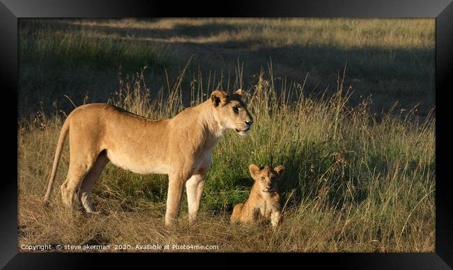 A lioness with her cub at sunrise. Framed Print by steve akerman