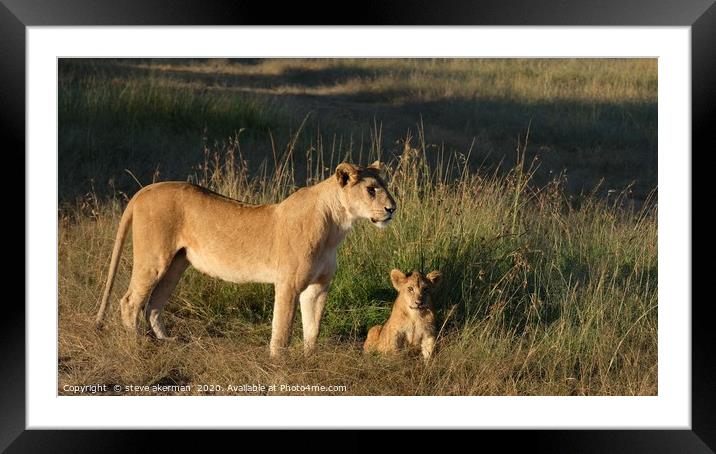 A lioness with her cub at sunrise. Framed Mounted Print by steve akerman