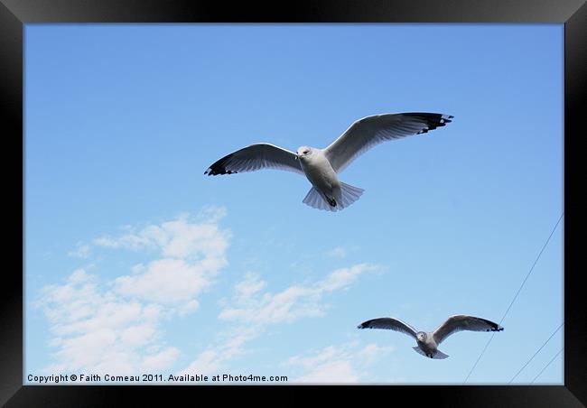 Seagull flying with ease. Framed Print by Faith Comeau