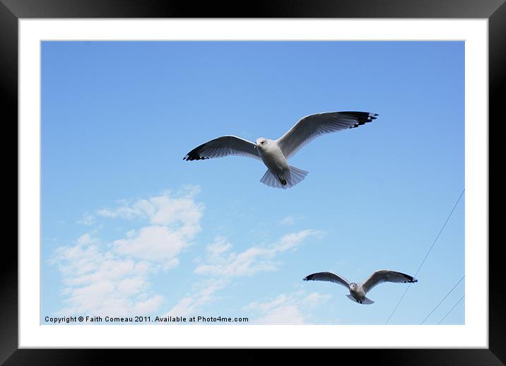 Seagull flying with ease. Framed Mounted Print by Faith Comeau