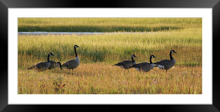 Canada Geese taking a Stroll Framed Mounted Print by Faith Comeau