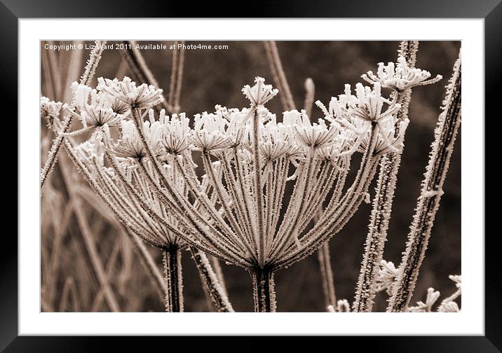 Cold and Frosty Framed Mounted Print by Liz Ward