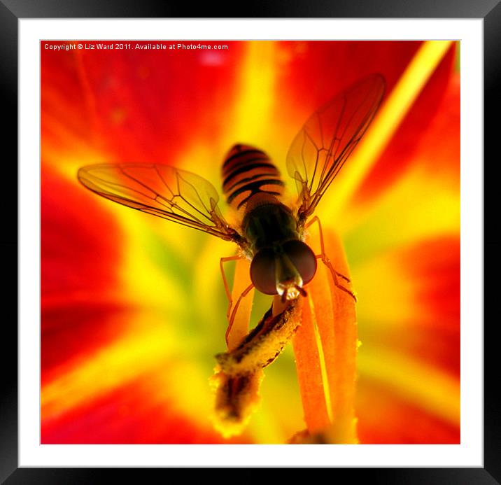 Hover Close Framed Mounted Print by Liz Ward