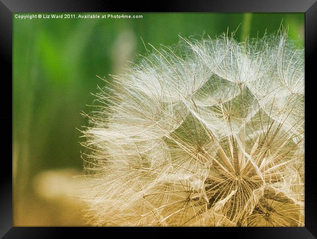 Gone to Seed Framed Print by Liz Ward